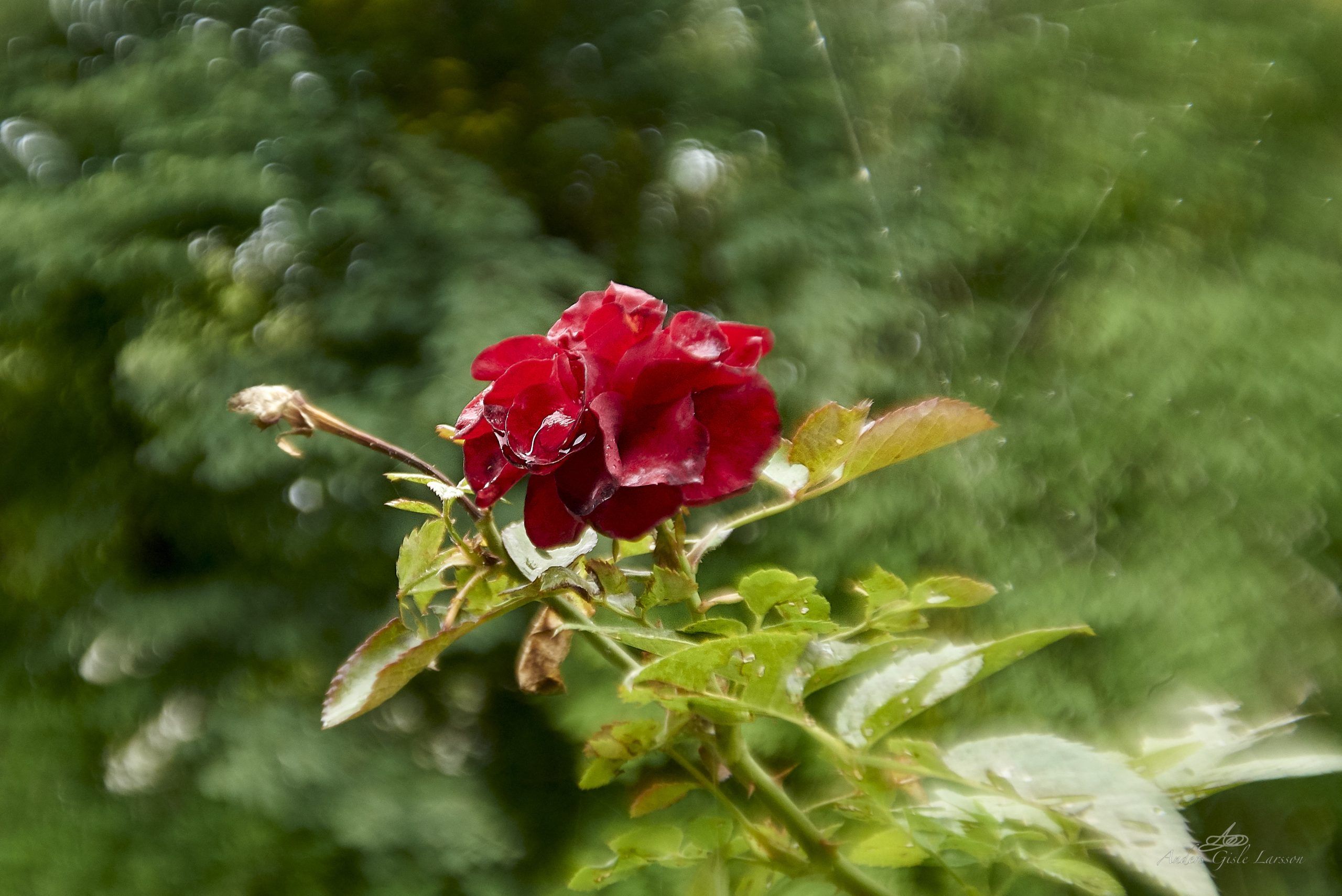En døende rose, 243/365, Uge 35, Assentoft, Randers