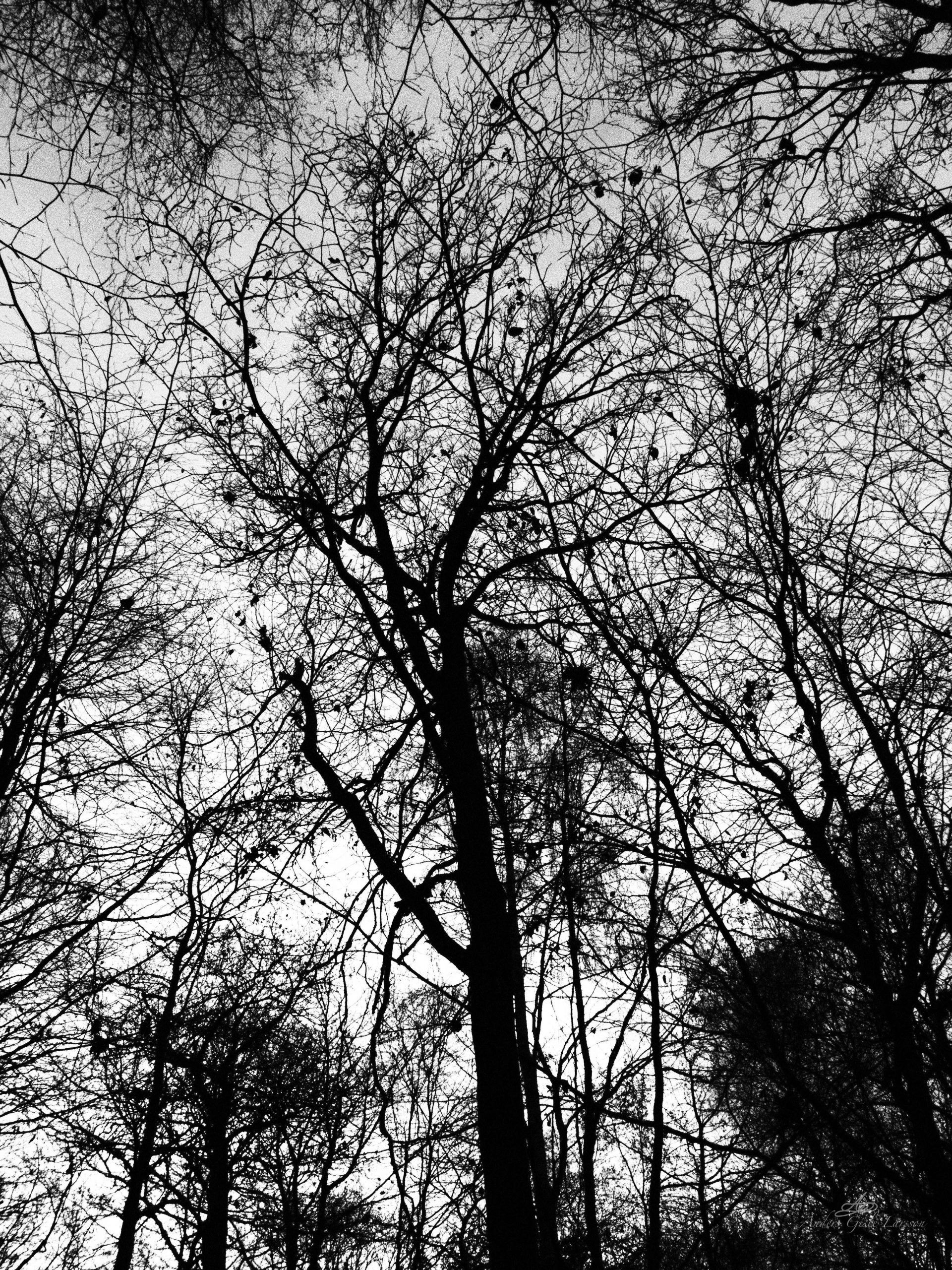 Spøgelses Skoven, 328/365, Uge 47, Assentoft, Randers