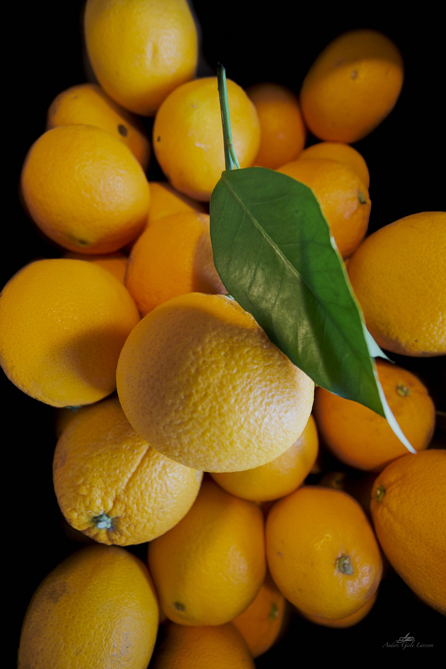 Friske Appelsiner, Uge 11, Assentoft, Randers