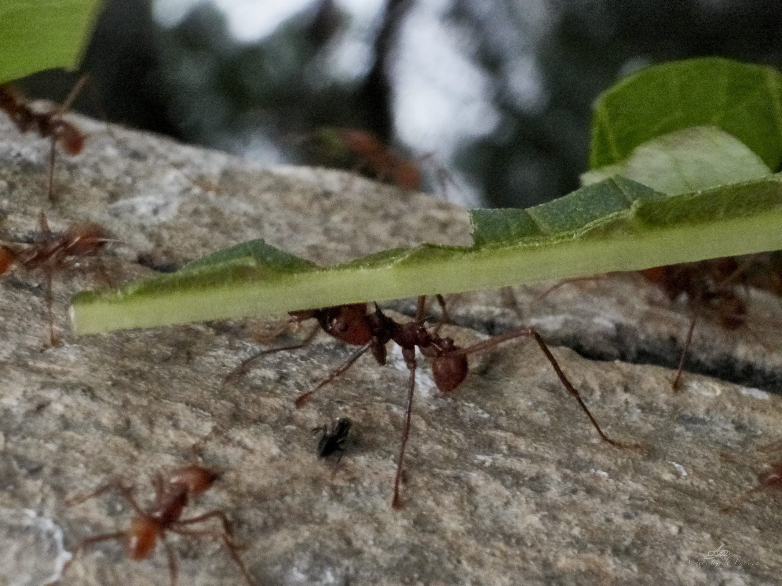 På myrens fodsti, Uge 19, Randers Regnskov, Randers