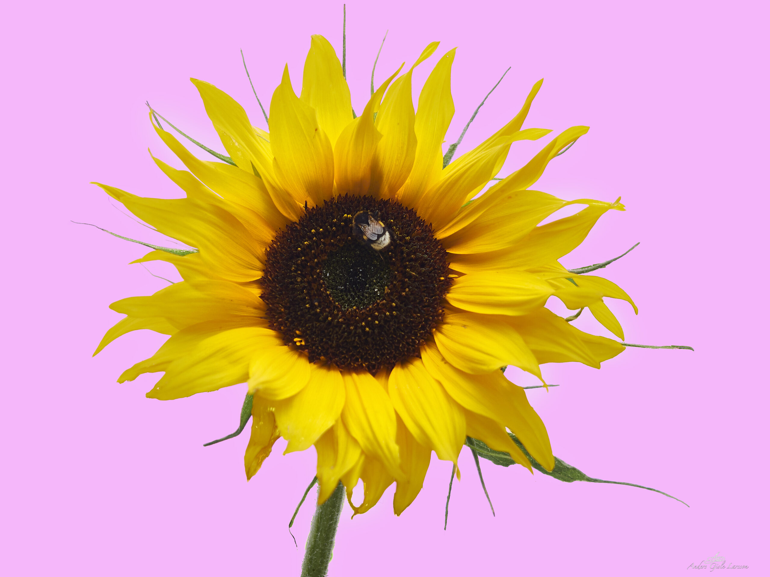 Sur Sur Sur Lille Bi Omkring Gisle