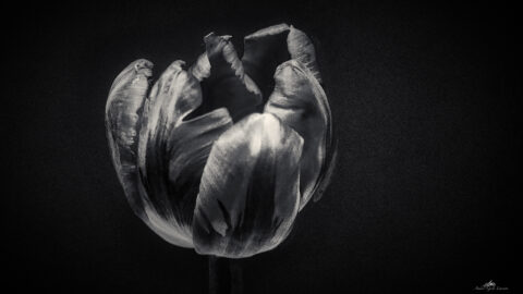 This is not a Tulip