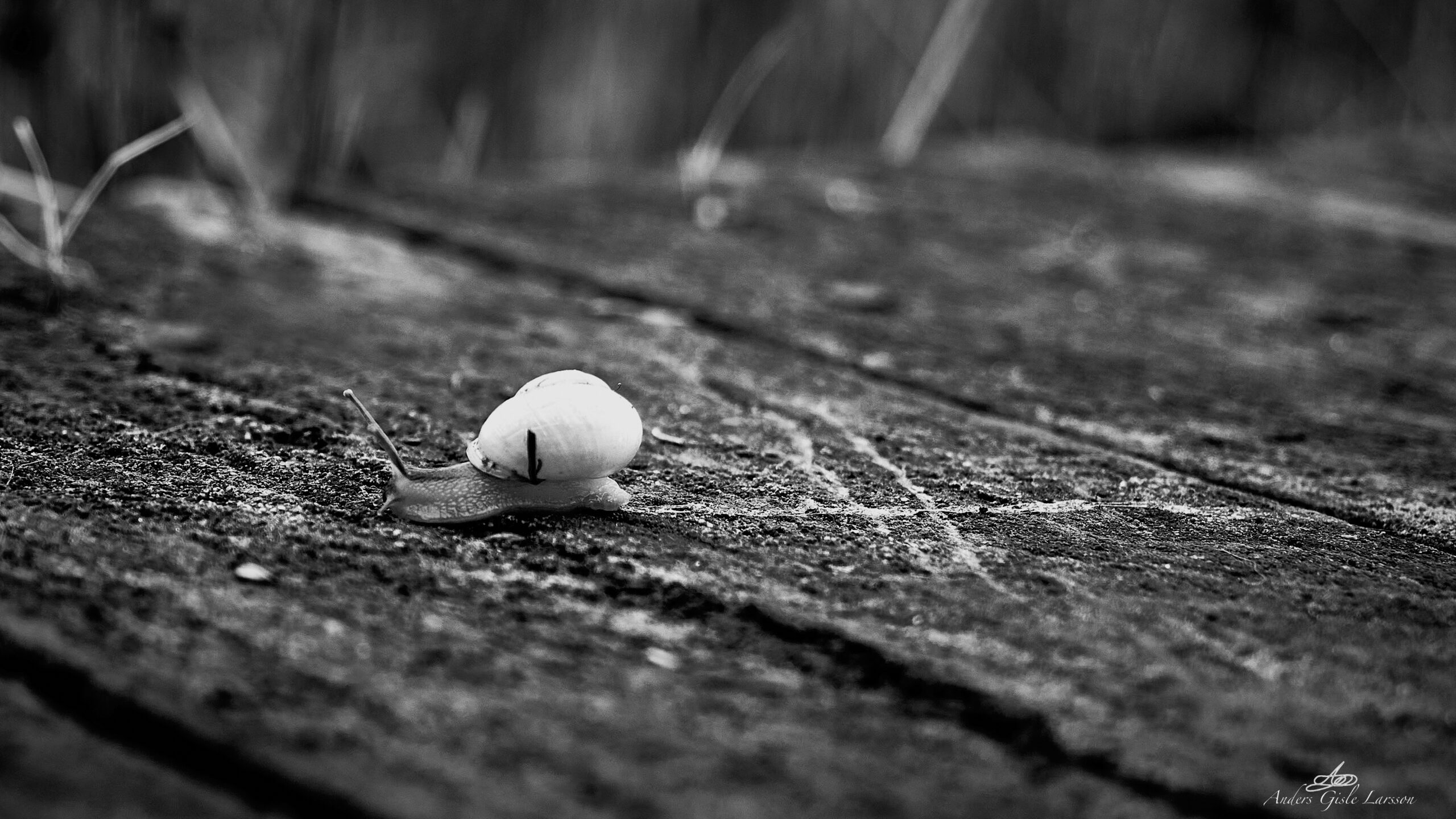 2023-03-18 12.21.47 - En snegl på vejen, er tegn på ... , 77-365, Uge 11, T-Broen, Uggelhuse, Randers - _3180008 - ©Anders Gisle Larsson.jpg