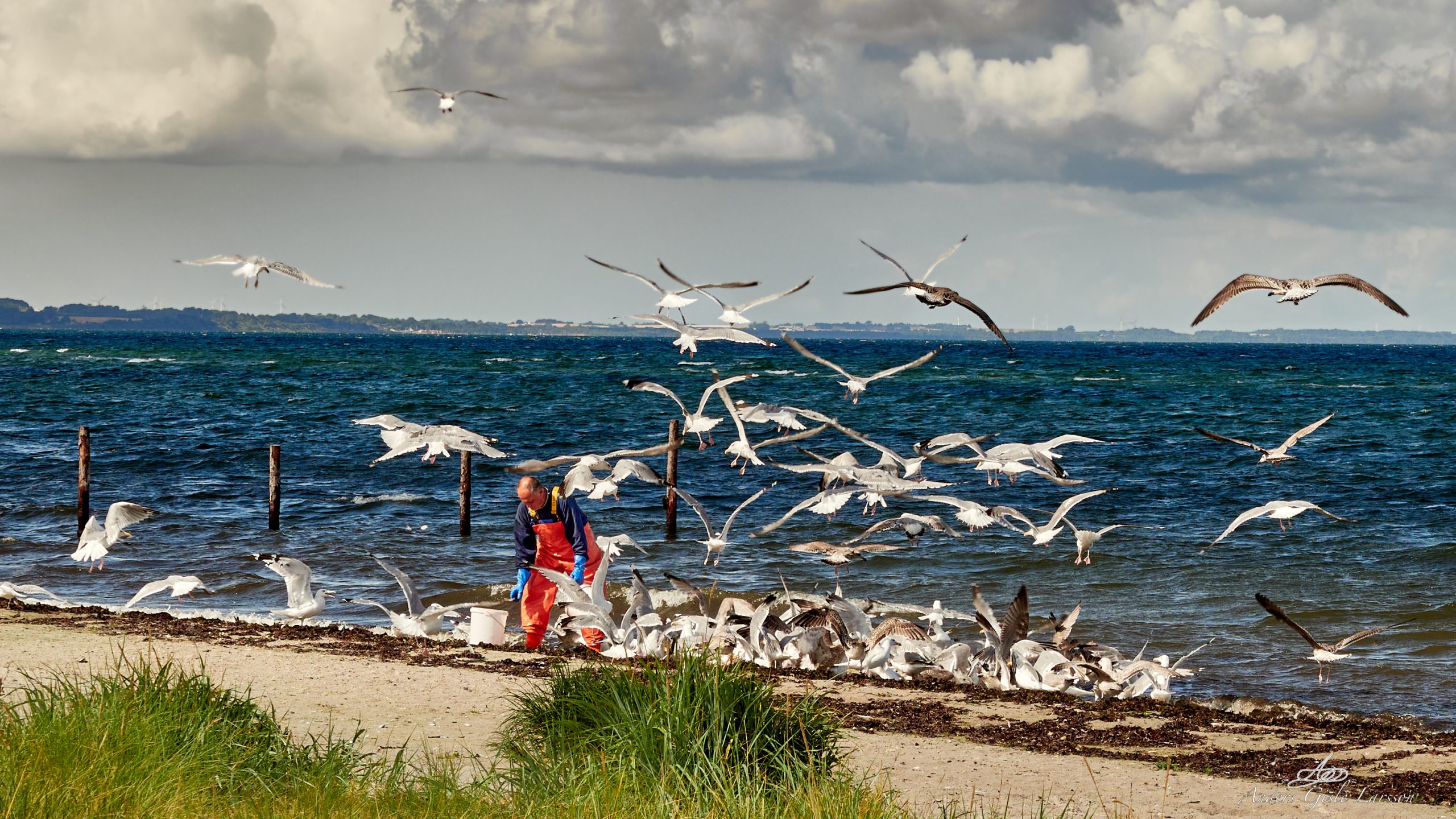 2024-08-21 11.52.35 - Fiskeren, Uge 34, Fjellerup, Grenå - _8210011 - ©Anders Gisle Larsson.jpg