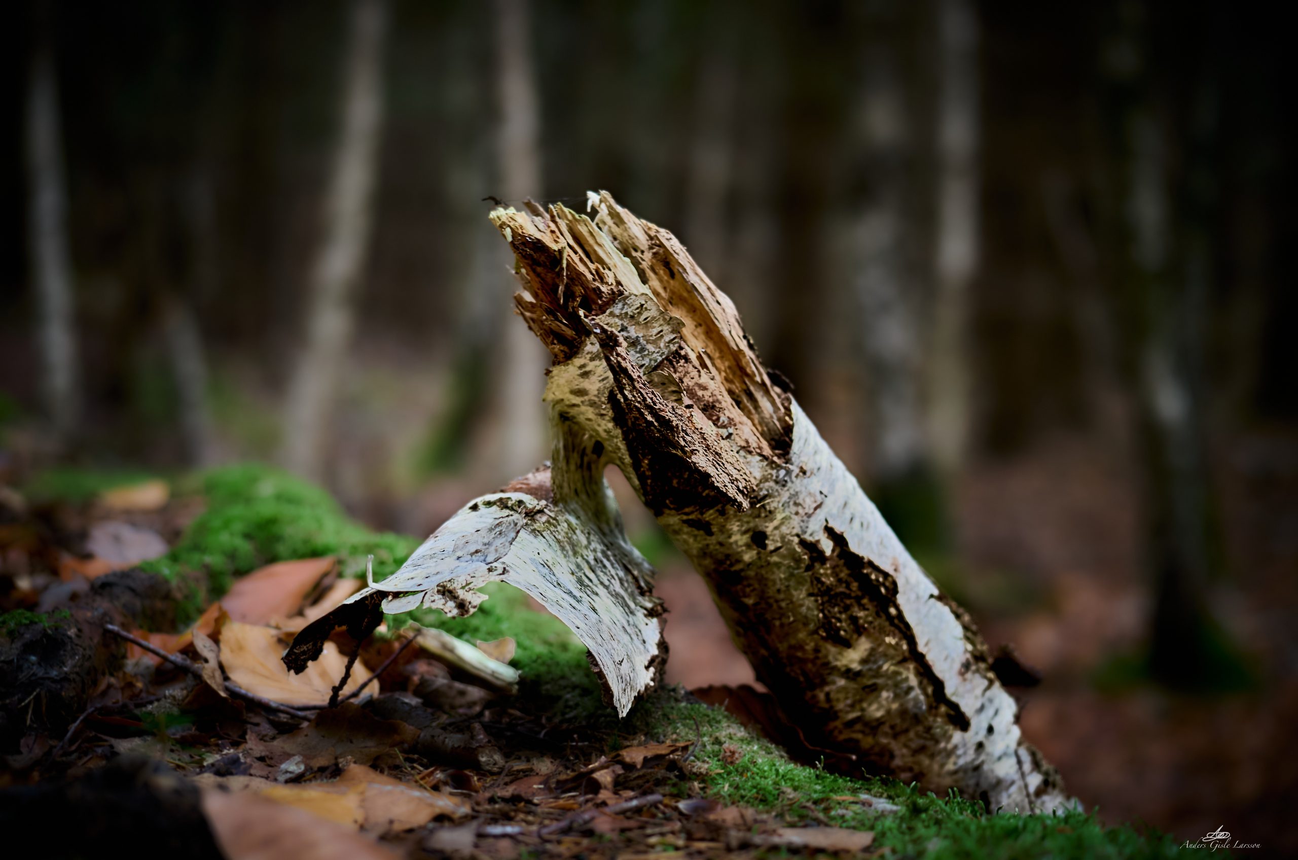 2024-11-08 14.53.24 - Henfald, Løvenholm Skov, Nørager - 2024-11-08 17-35-25 (A,Radius8,Smoothing4) - ©Anders Gisle Larsson.jpg