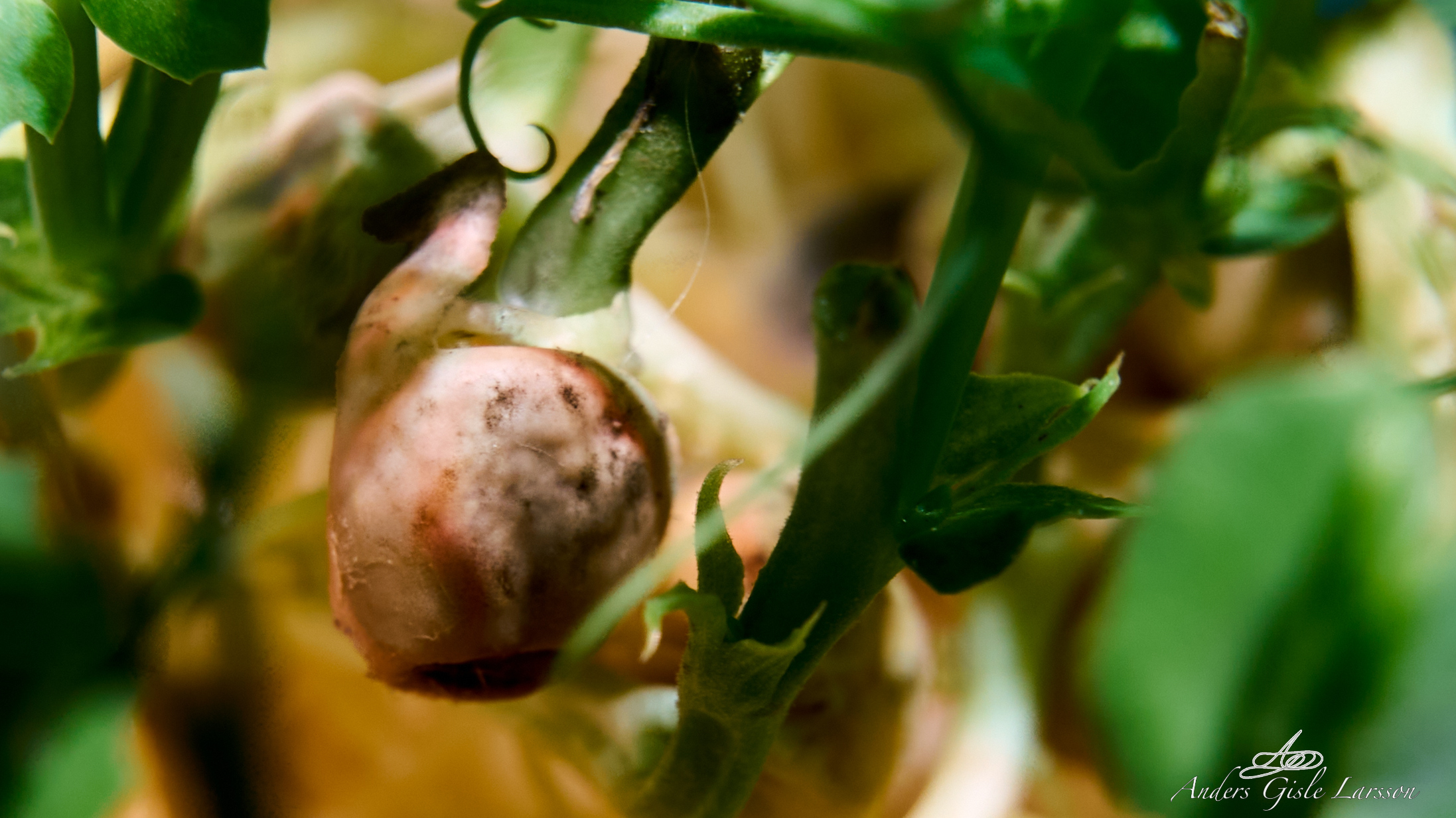 2025-01-11 20.45.59 - Panic Beans, 11-365, Assentoft, Randers - _DSC3725_HDR - ©Anders Gisle Larsson.jpg